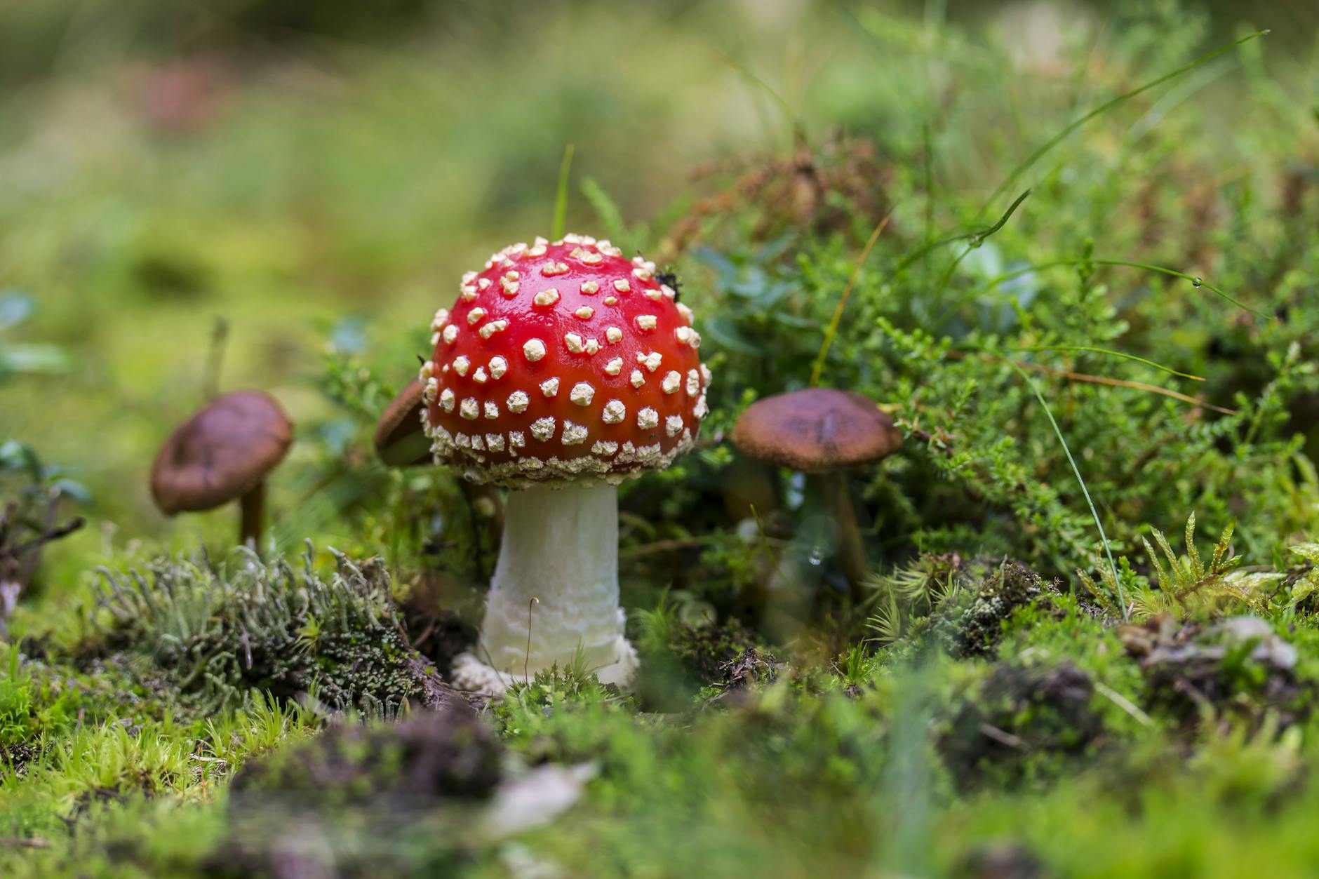 Vibrant red fly agaric mushrooms amidst lush green moss in the forest.