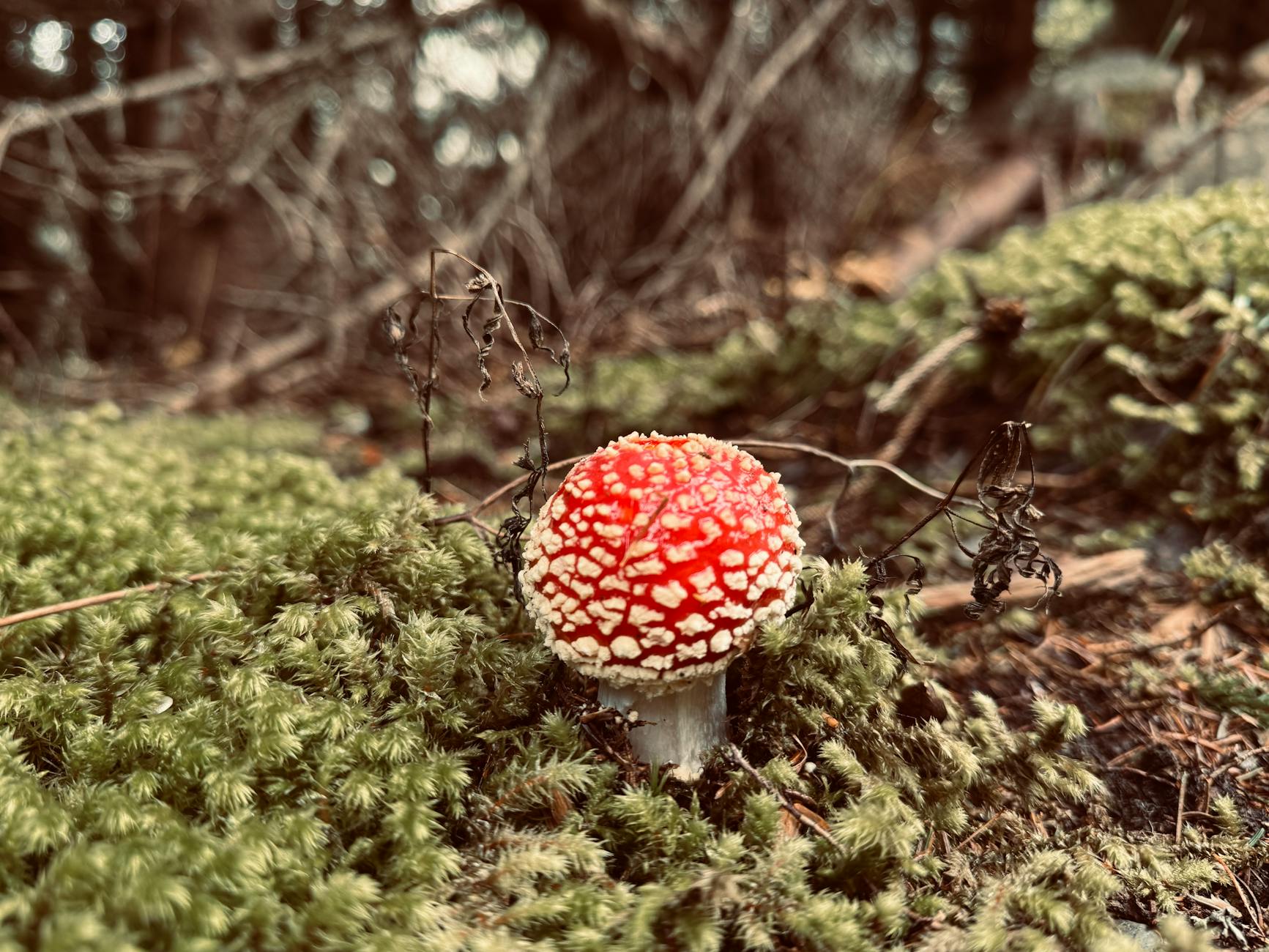 Close-up of a red Amanita muscaria mushroom on mossy forest ground.
