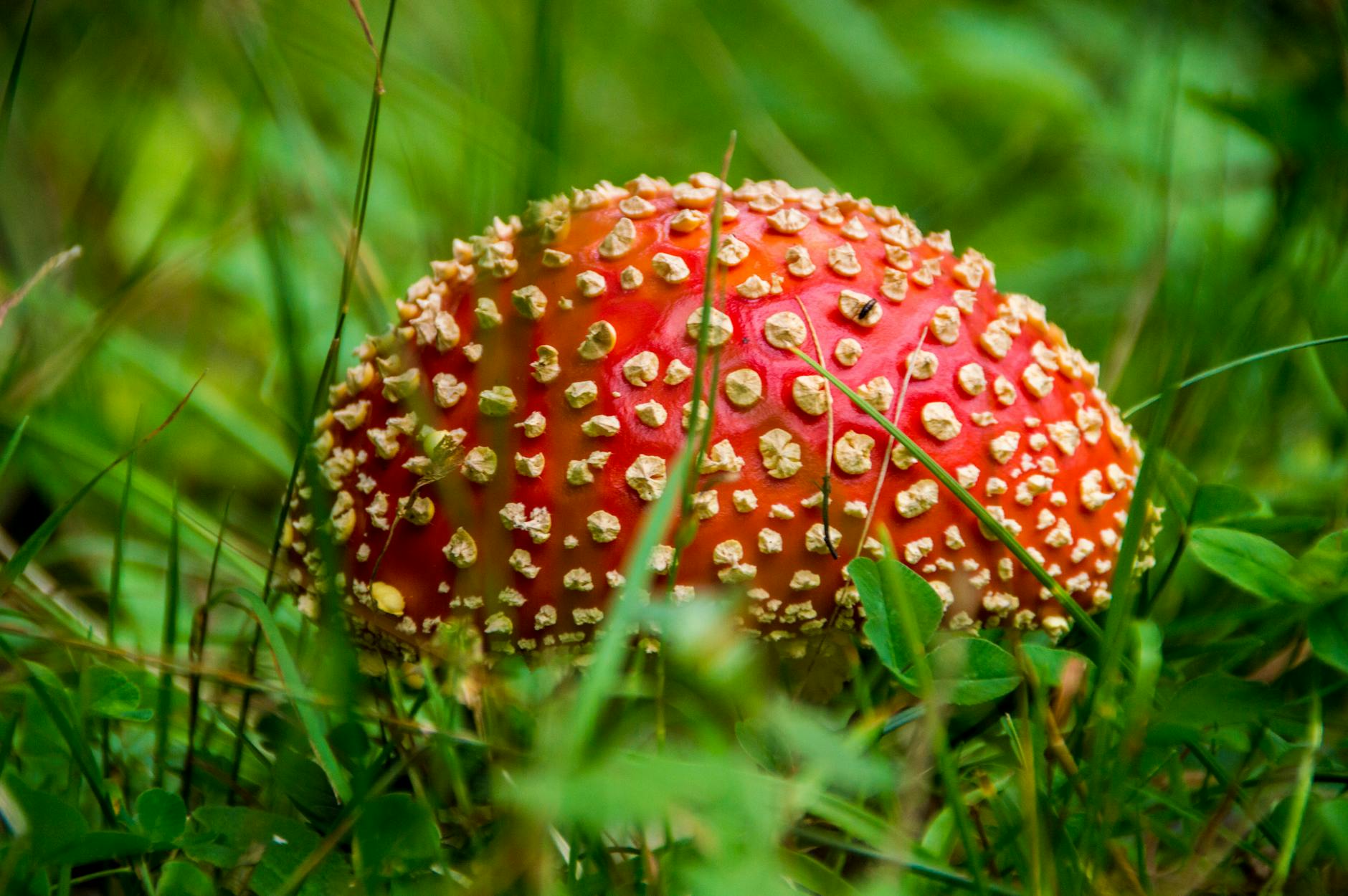 Vivid close-up of a poisonous Amanita muscaria mushroom, nestled among green grass, showcasing its vibrant red cap with white spots.